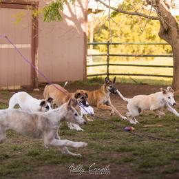 Borzoi Puppies from Rezance Borzoi