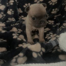Bruno - Blue fawn male French Bulldog puppy in Atlanta, Georgia from Glass House Frenchies