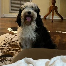 Jolene Amor - Bernedoodle
