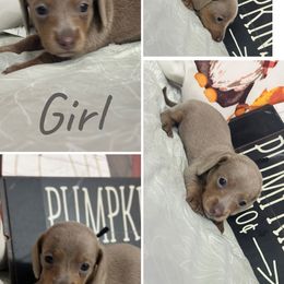Cally - Fawn (isabella) and tan female Dachshund puppy in Tulsa County, Oklahoma from Willow Creek Miniature Dachshunds