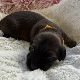 Yellow Collar Female - Red female Dachshund puppy in Madison, Michigan from Jensen Dobermans and Dachshunds