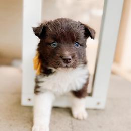 Chickadee - Chocolate female Pomsky puppy in Cleveland, Ohio from Lake Point Pomskies