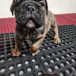Jax-Shepherd - Red brindle male Bulldog puppy in Hillsdale County, Michigan from KZ Bullies LLC