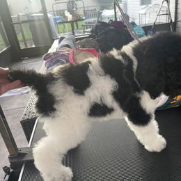 Poodle Puppies from We Have standards