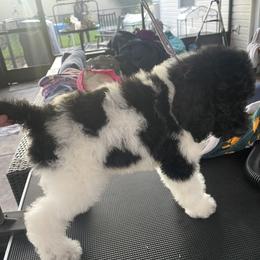 Poodle Puppies from We Have standards
