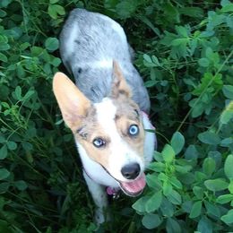 American Corgis and Pembroke Welsh Corgis from Nimocks Corgis