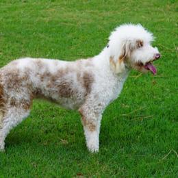 Giraffe - Aussiedoodle