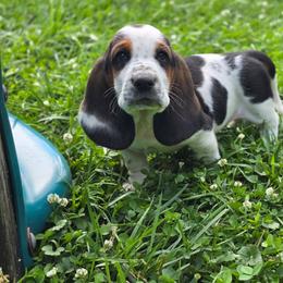 Boy 1 - Black brown and white male Basset Hound puppy in Lebanon, Ohio from Lady Mae Bassets & Doberman
