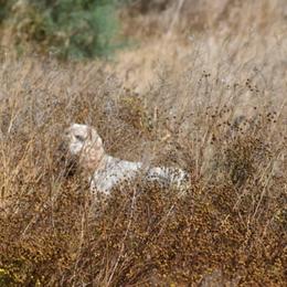 Cocker Spaniel All Grown Up from All American Cocker Spaniels