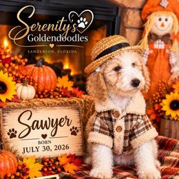 Sawyer - Apricot male Goldendoodle puppy in Sanderson, Florida from Serenity Goldendoodles
