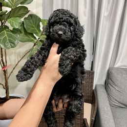 Assorted Doodle Crosses, Goldendoodle, and Sheepadoodle Puppies from Novadoodles801