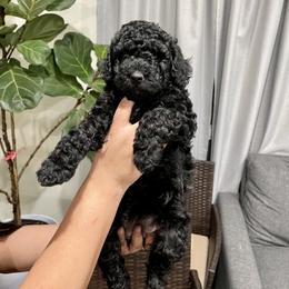 Assorted Doodle Crosses, Goldendoodle, and Sheepadoodle Puppies from Novadoodles801