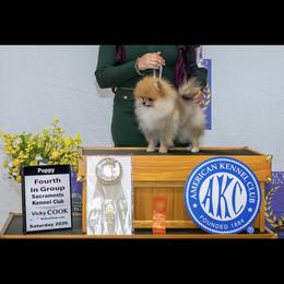 Pomeranian Puppies from Eelan’s Poms