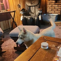 Siberian Husky Puppies from Spirit of the Moon Siberians