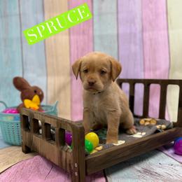 Spruce - Yellow male Dilute Retriever puppy in Forest City, Iowa from Helm Labs