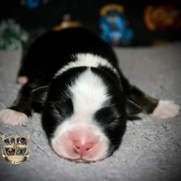 Forrest - Black tri male Miniature Australian Shepherd puppy in El Dorado Springs, Missouri from HP Aussie Kennels