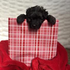 Yellow (Joy) - Brindle female Bouvier des Flandres puppy in Ashtabula, Ohio from Beulah Bouviers and Havanese