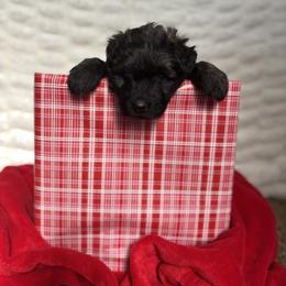 Yellow (Joy) - Brindle female Bouvier des Flandres puppy in Ashtabula, Ohio from Beulah Bouviers and Havanese