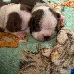 White collar - Brindle and white female Boston Terrier puppy in Taylorsville, North Carolina from Jessica's Boston Terriers