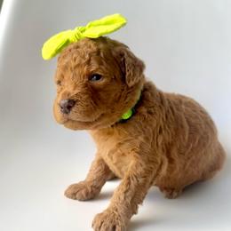 Spritz - Apricot female Goldendoodle puppy in Mount Pleasant, Tennessee from Doodle My Heart
