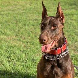 Doberman Pinschers from Knights Squire Dobermans
