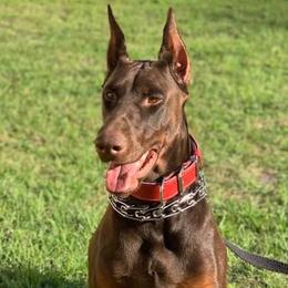 Doberman Pinschers from Knights Squire Dobermans