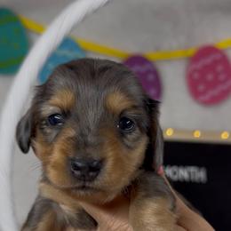 Mia - Dapple female Dachshund puppy in Dickinson, Texas from Beth’s Doxieland