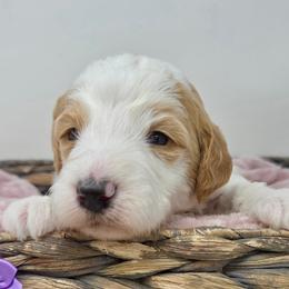 Purple Male - Parti male Goldendoodle puppy in Great Falls, Montana from Montana Goldendoodles