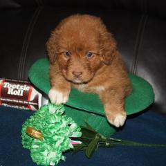 Nova Scotia Duck Tolling Retriever Puppies from Neff Tollers