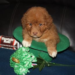 Nova Scotia Duck Tolling Retriever Puppies from Neff Tollers