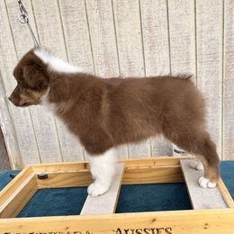 Boy 1 - Red tri-color male Australian Shepherd puppy in Monroe, Utah from Shawnkara Australian Shepherds & Miniature American Shepherds
