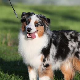Ty - Miniature American Shepherd