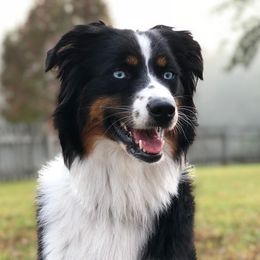 Fancy - Australian Shepherd