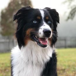 Fancy - Australian Shepherd