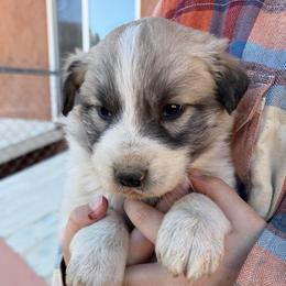 Villaroy- brown - Badger male Colorado Mountain Dog puppy in Cotopaxi, Colorado from Once Upon A Moose (OUM)