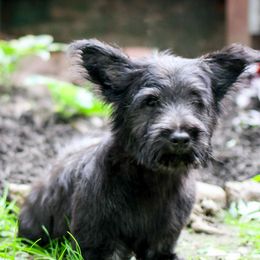 Green Collar - Black Skye Terrier puppy in Center City, Minnesota from Falkor Skye Terriers