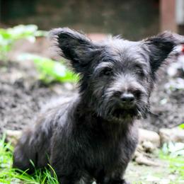 Green Collar - Black Skye Terrier puppy in Center City, Minnesota from Falkor Skye Terriers