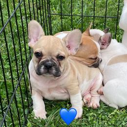 French Bulldog Puppies from A Cozy Kennel