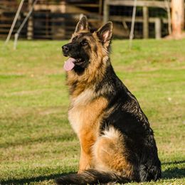 Maisel - German Shepherd