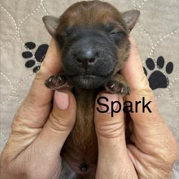 Spark - Wheaten male Whoodle puppy in Pima, Arizona from Schmidt's K9s