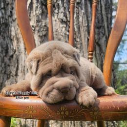 Raj - Lilac dilute male Chinese Shar-Pei puppy in Minden, Louisiana from Zoey's Waggly Tails