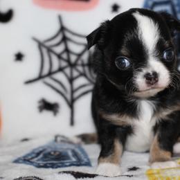 Onyx 2,700 - Black and tan male Chihuahua puppy in Cache, Oklahoma from Charming Lil Chihuahuas