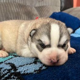 Nicholas - Gray and white male Siberian Husky puppy in Amery, Wisconsin from Sovereign Siberians