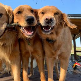Golden Retrievers from Red Barn Golden’s