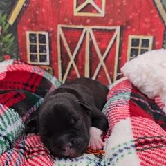 Jingles (Mr. Orange) - Brindle male Staffordshire Bull Terrier puppy in Georgetown, Texas from Bruhaus Kennels