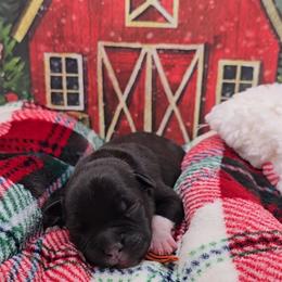 Jingles (Mr. Orange) - Brindle male Staffordshire Bull Terrier puppy in Georgetown, Texas from Bruhaus Kennels