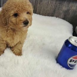 Boy 2 - Apricot male Poodle puppy in North Augusta, South Carolina from Tiny Paws Luxury Pets