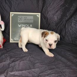 Winola - White female Bulldog puppy in Hillsdale County, Michigan from KZ Bullies LLC