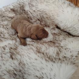 Red Boy 1 - Apricot male Goldendoodle puppy in Apache Junction, Arizona from Loving Doodle