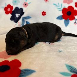 Nehi - Black and red female German Shepherd puppy in Coplay, Pennsylvania from By My Side Germans Shepherds & Dobermans